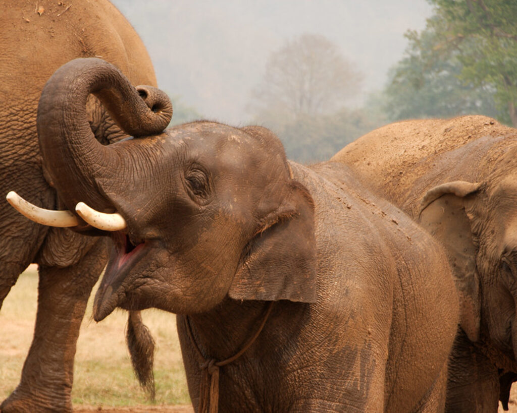 Elephant Nature Park Chiang Mai